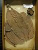historical herbarium sample